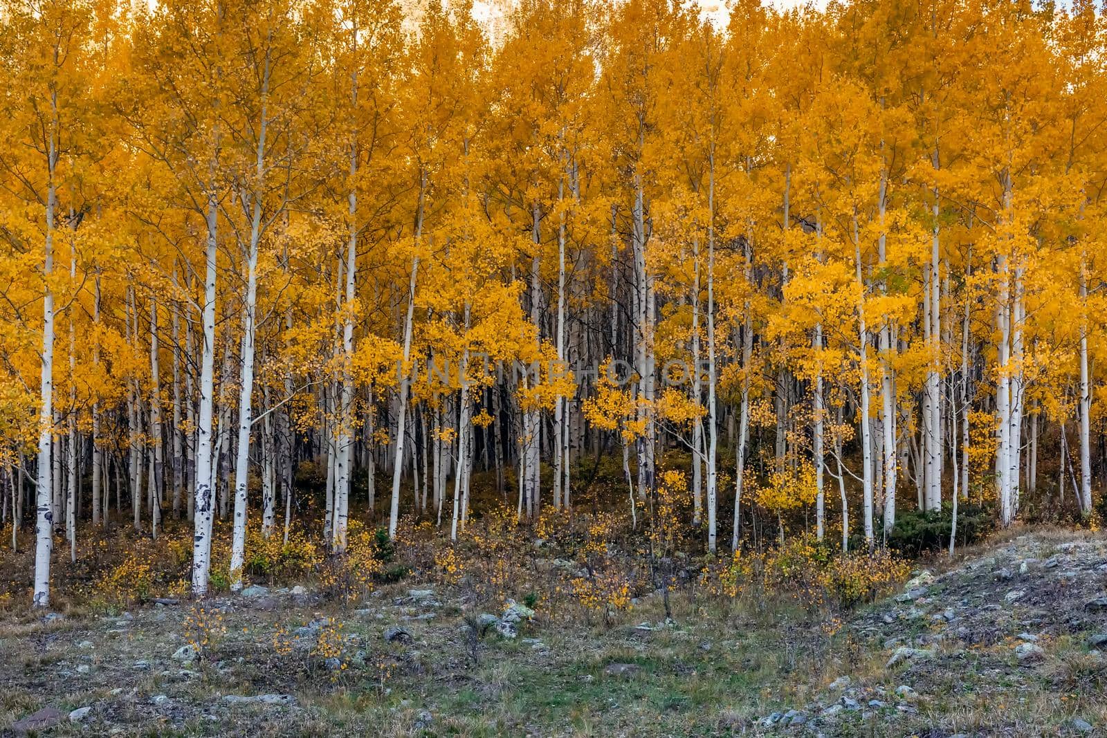 Beautiful yellow autumn aspen tree leaves. Taken near Silverton at the Million Dollar Highway, Colorado Rocky Mountains, USA.