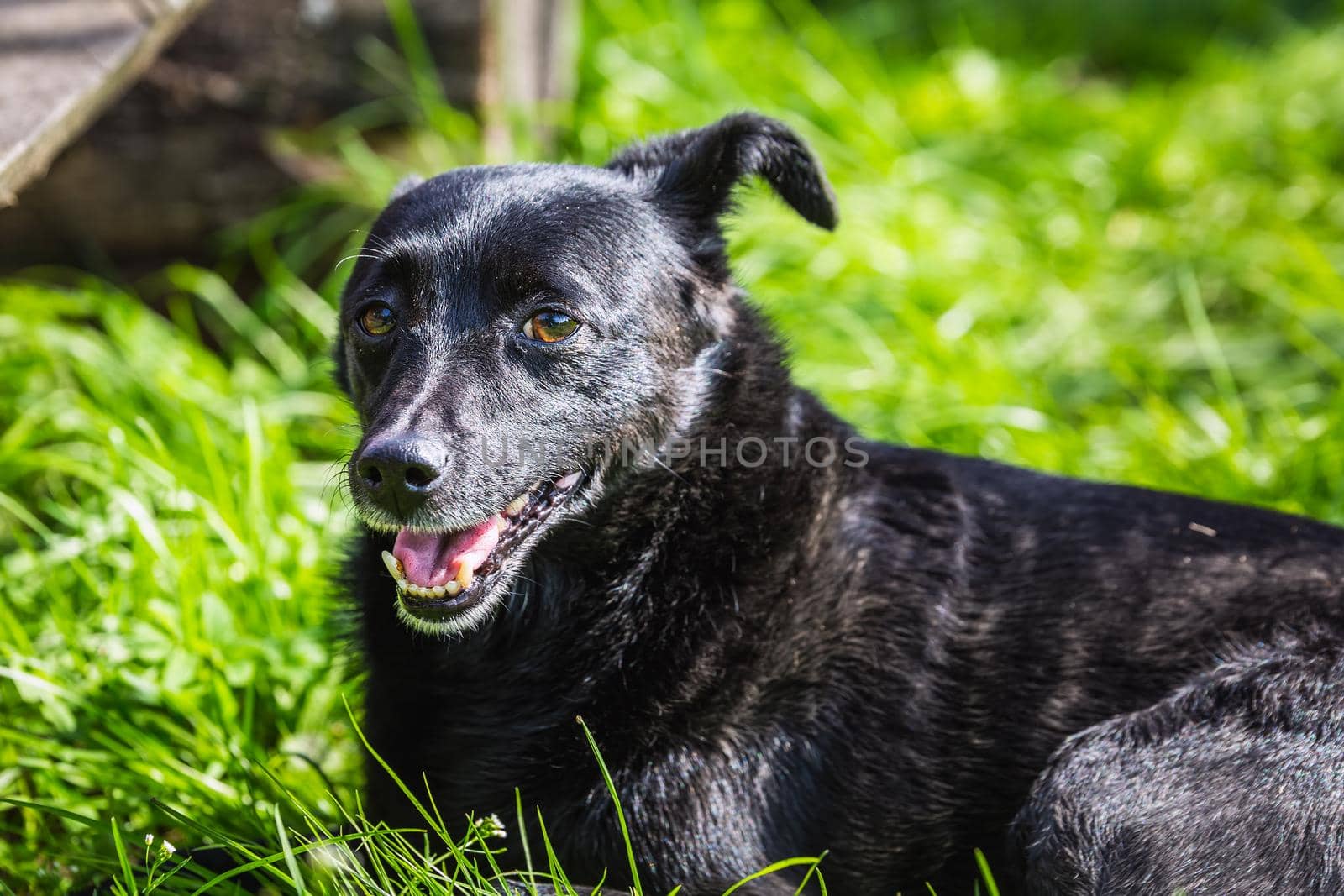 Dog lays on the ground at the Belovezhskaya Pushcha National Park, Belarus.