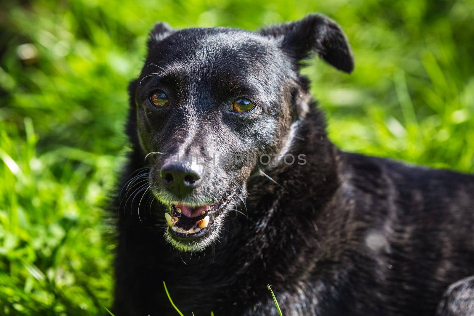 Dog lays on the ground at the Belovezhskaya Pushcha National Park, Belarus.