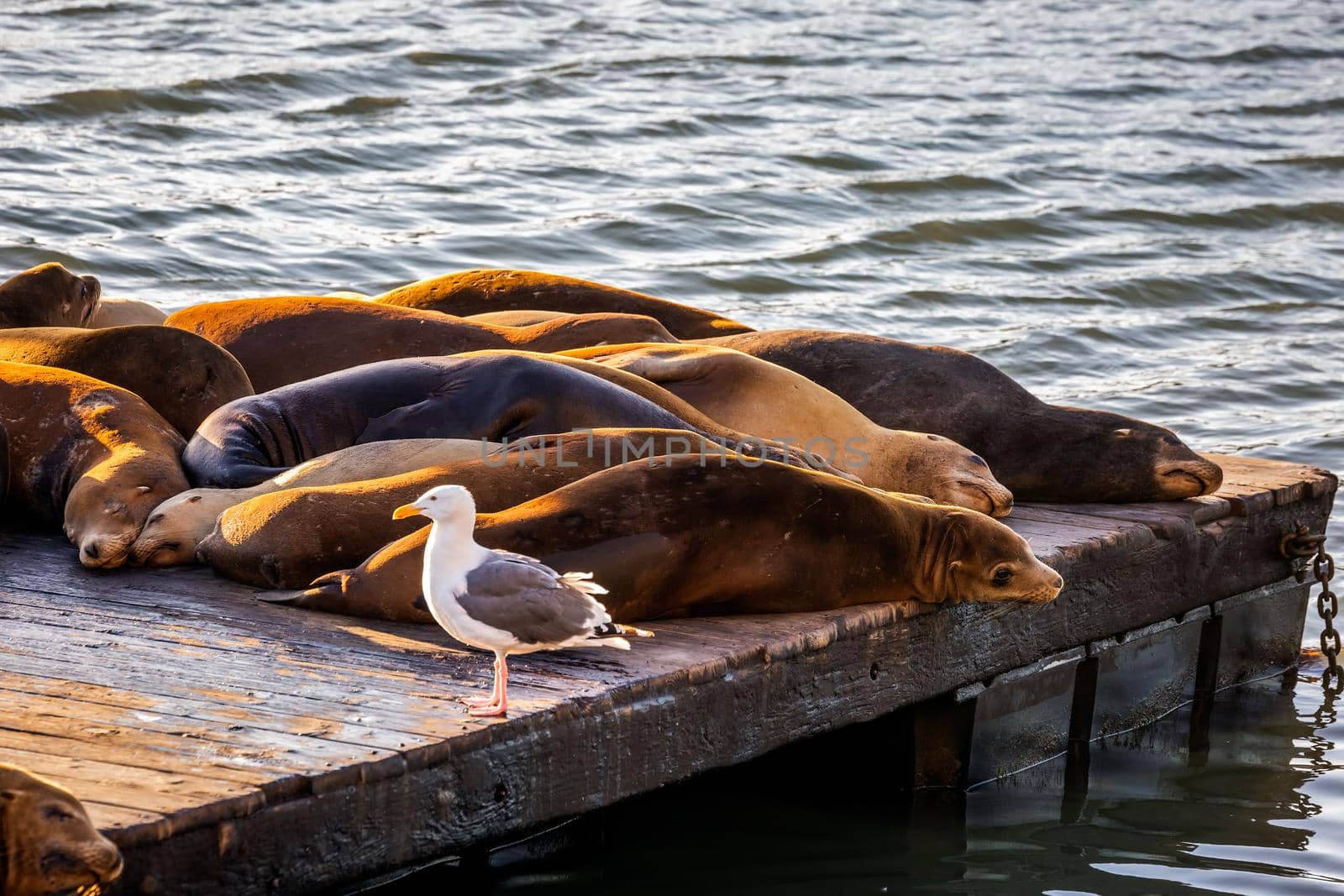 Sea Lions at Pier 39 Fisherman's Wharf has become a major tourist attraction at San Francisco, USA.