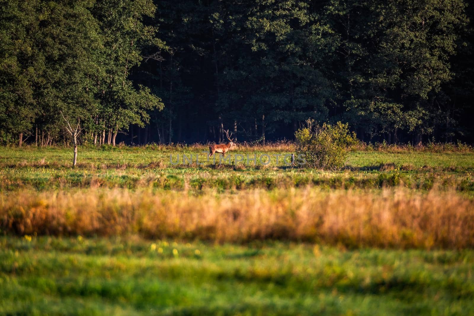 Wild european deers in the forest at Belovezhskaya Pushcha National Park, Belarus.