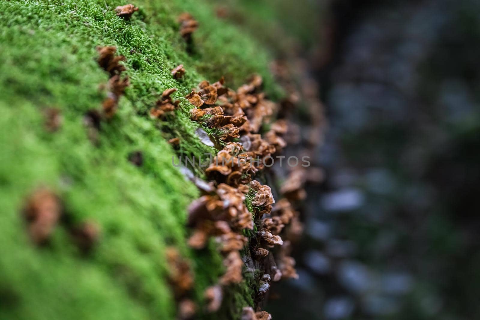 Mushrooms in the forest at Belovezhskaya Pushcha National Park, Belarus.