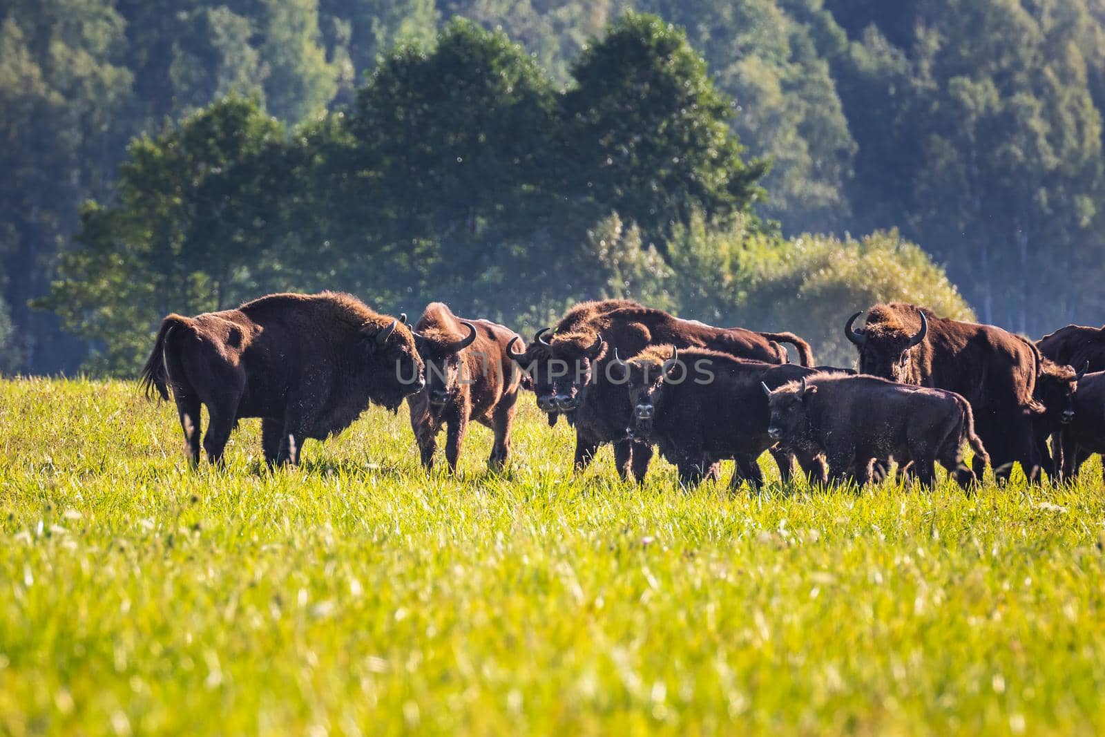 Wild european aurochs in the forest at Belovezhskaya Pushcha National Park, Belarus.