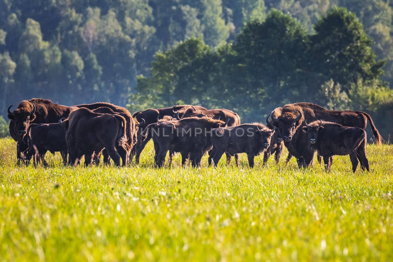 Wild european aurochs in the forest at Belovezhskaya Pushcha National Park, Belarus.