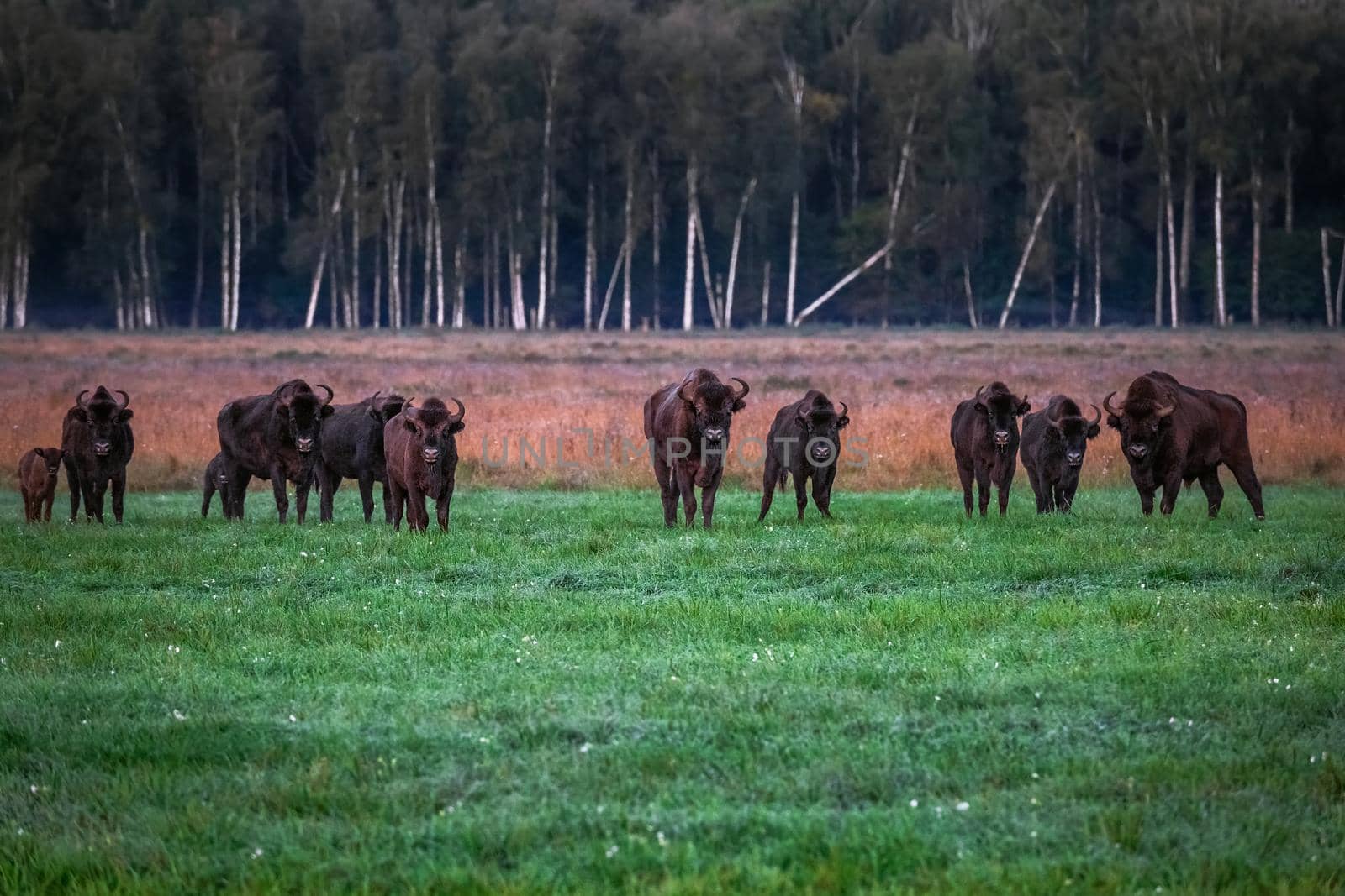 Wild european aurochs in the forest at Belovezhskaya Pushcha National Park, Belarus.