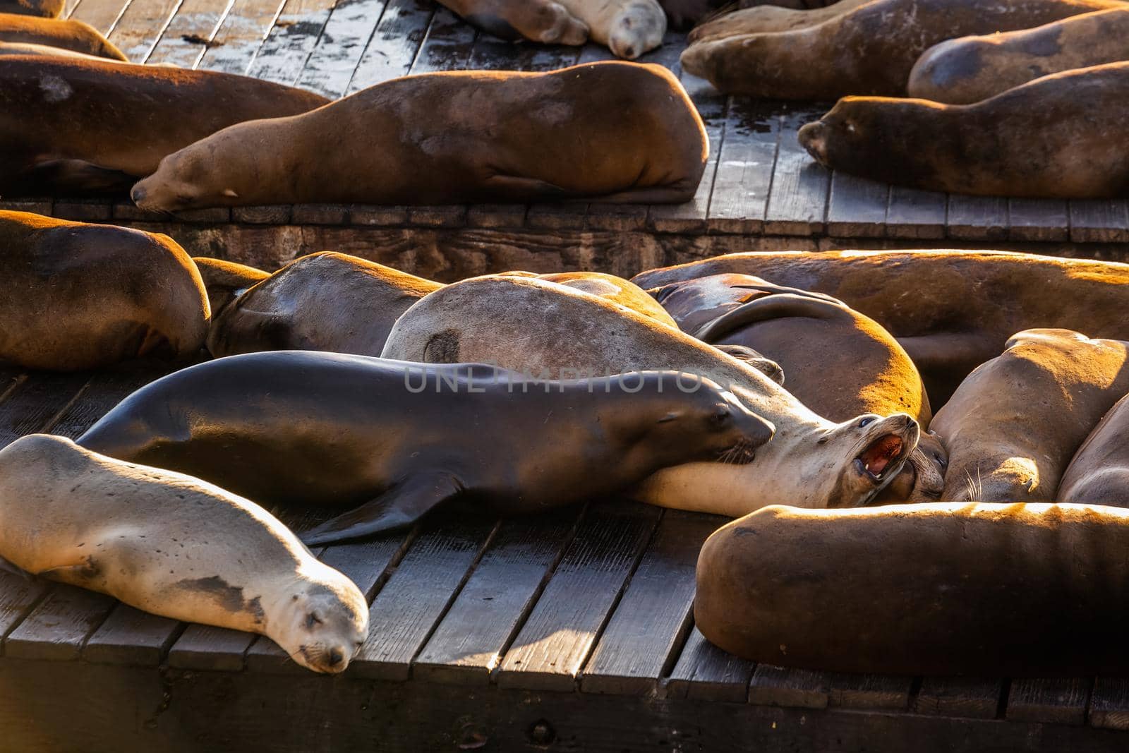 Sea Lions at Pier 39 Fisherman's Wharf has become a major tourist attraction at San Francisco, USA.