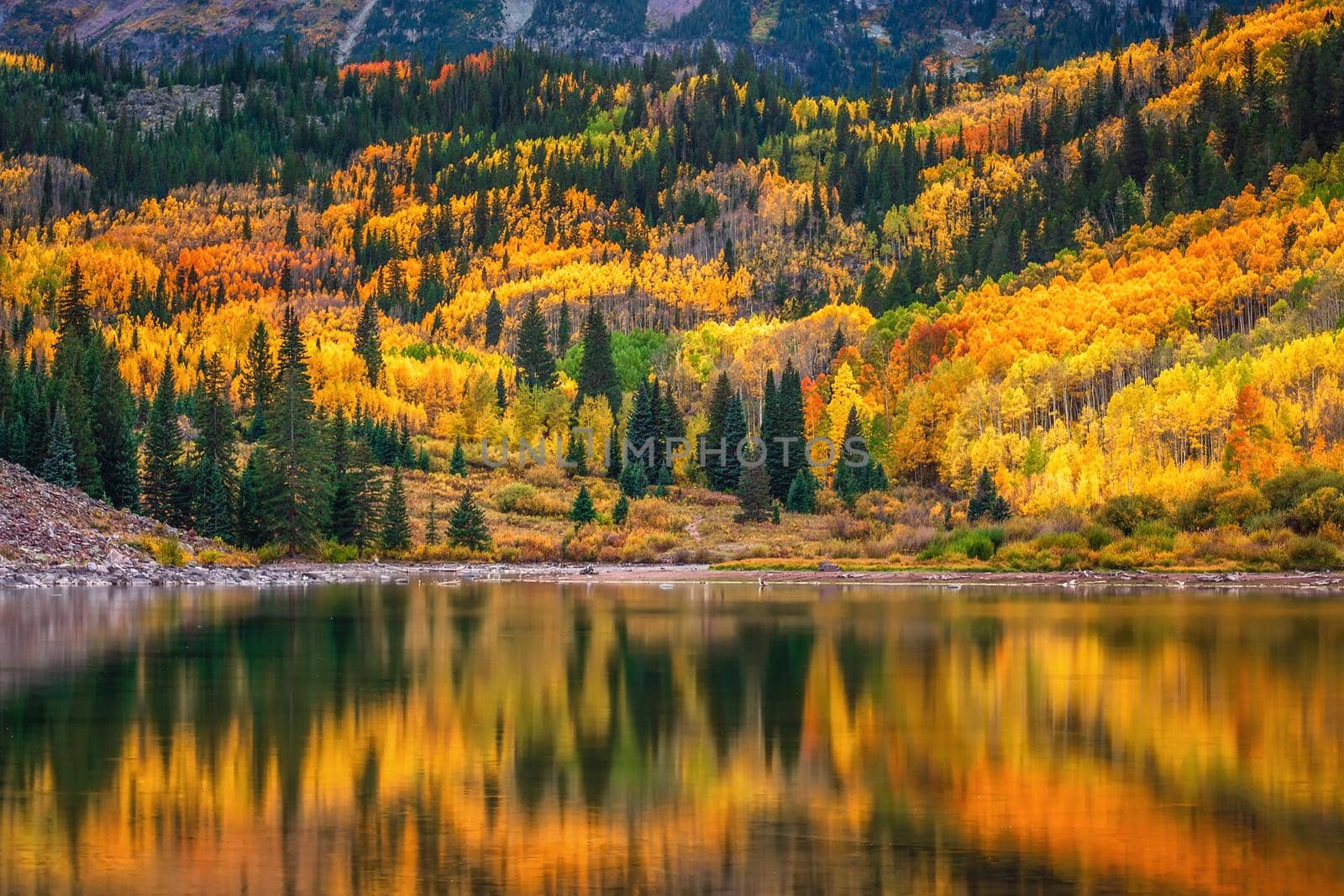 Autumn aspen trees reflected in the lake. Maroon bells at autumn season in in Aspen Colorado, USA.
