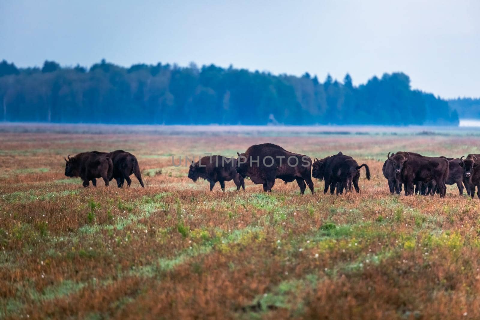 Wild european aurochs in the forest at Belovezhskaya Pushcha National Park, Belarus.