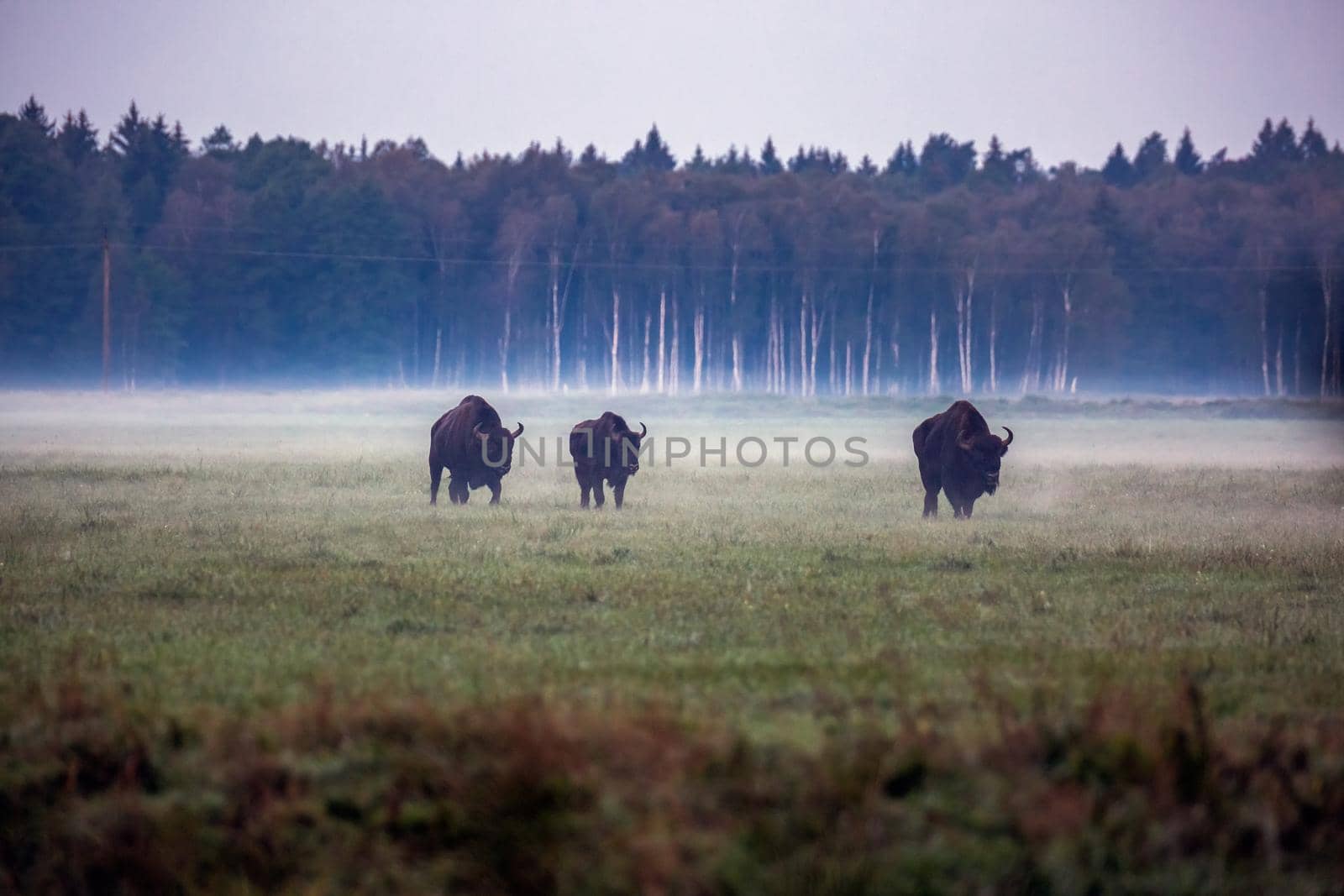 Wild european aurochs in the forest at Belovezhskaya Pushcha National Park, Belarus.