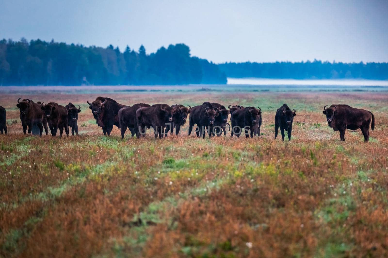 Wild european aurochs in the forest at Belovezhskaya Pushcha National Park, Belarus.