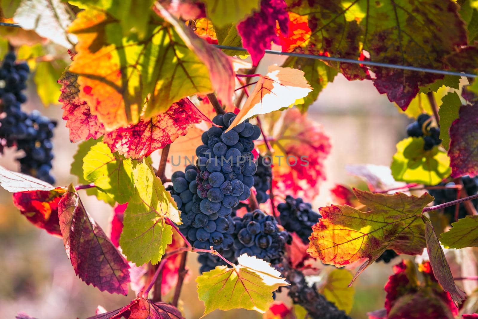 Ripe grapes and colorful autumn leaves at the local winery near Sonoma, USA.