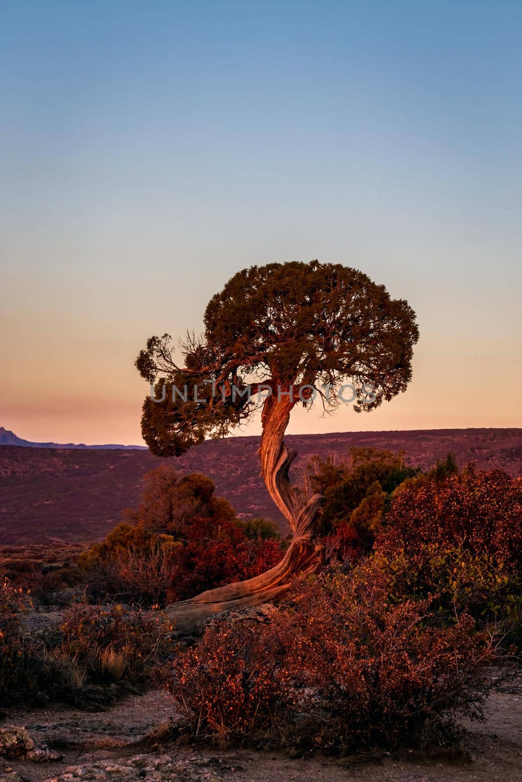 Juniper tree at the Black Canyon of the Gunnison National Park is an American national park located in western Colorado, USA.