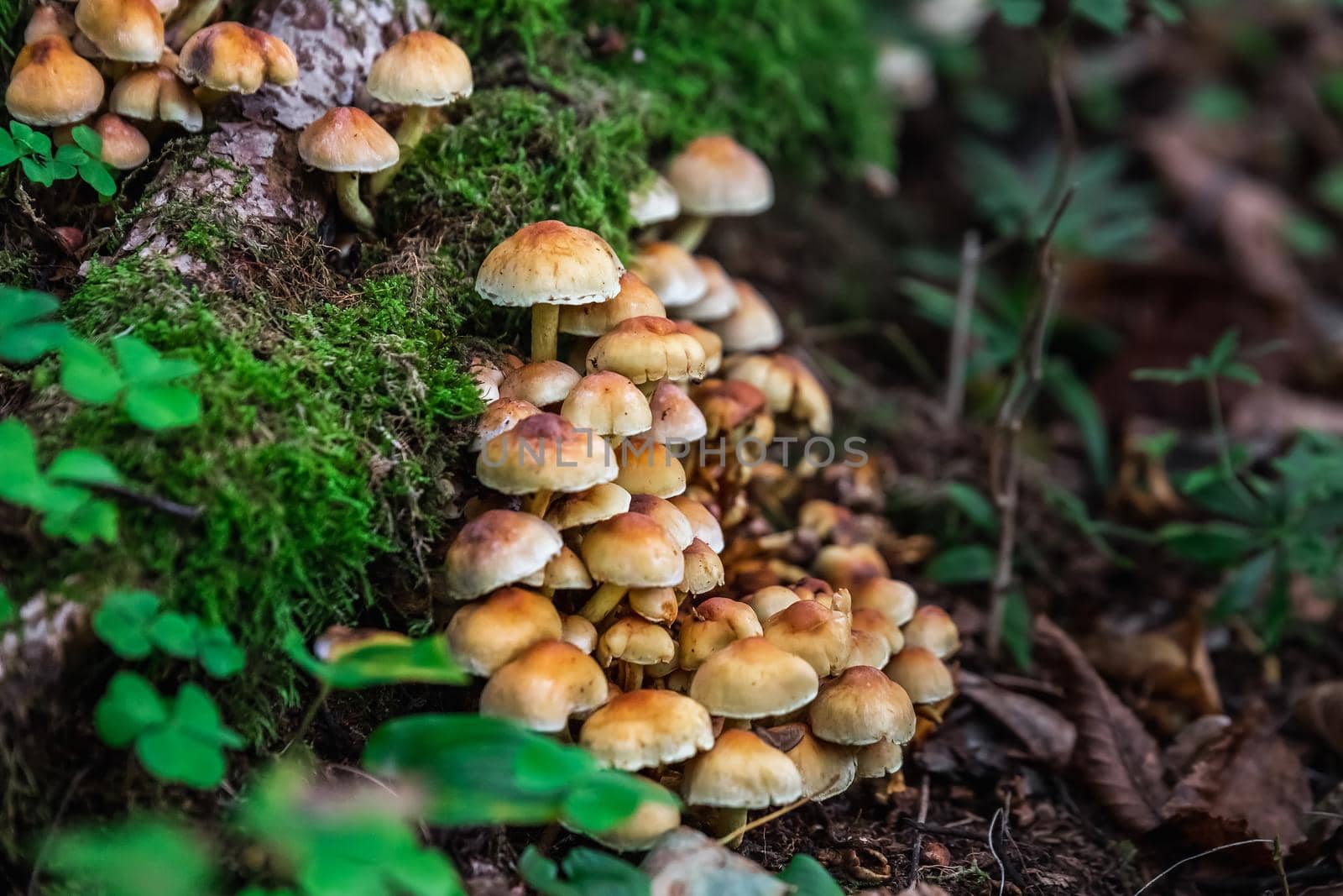 Mushrooms in the forest at Belovezhskaya Pushcha National Park, Belarus.