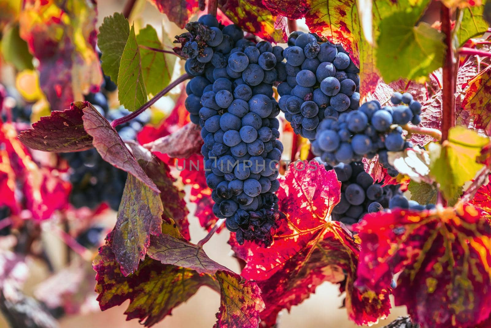 Ripe grapes and colorful autumn leaves at the local winery near Sonoma, USA.