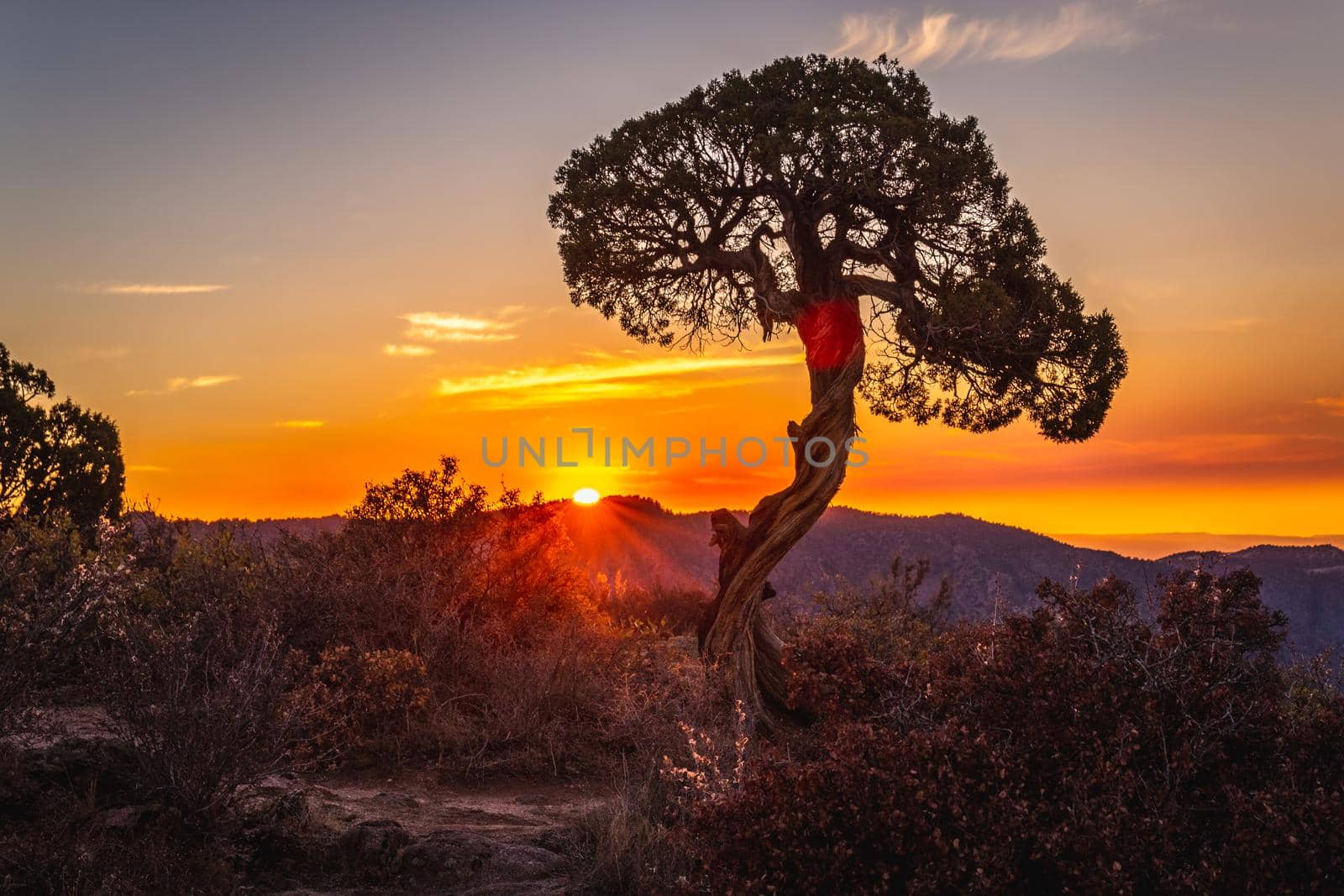 Juniper tree at the Black Canyon of the Gunnison National Park is an American national park located in western Colorado, USA.