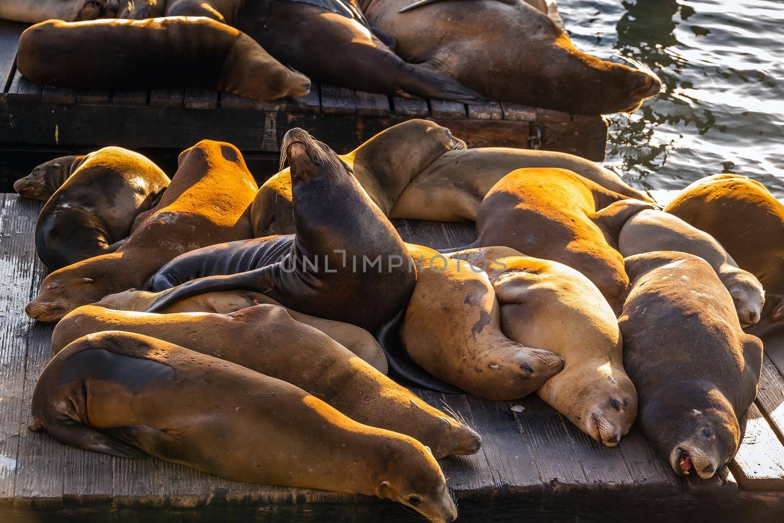 Sea Lions at Pier 39 Fisherman's Wharf has become a major tourist attraction at San Francisco, USA.