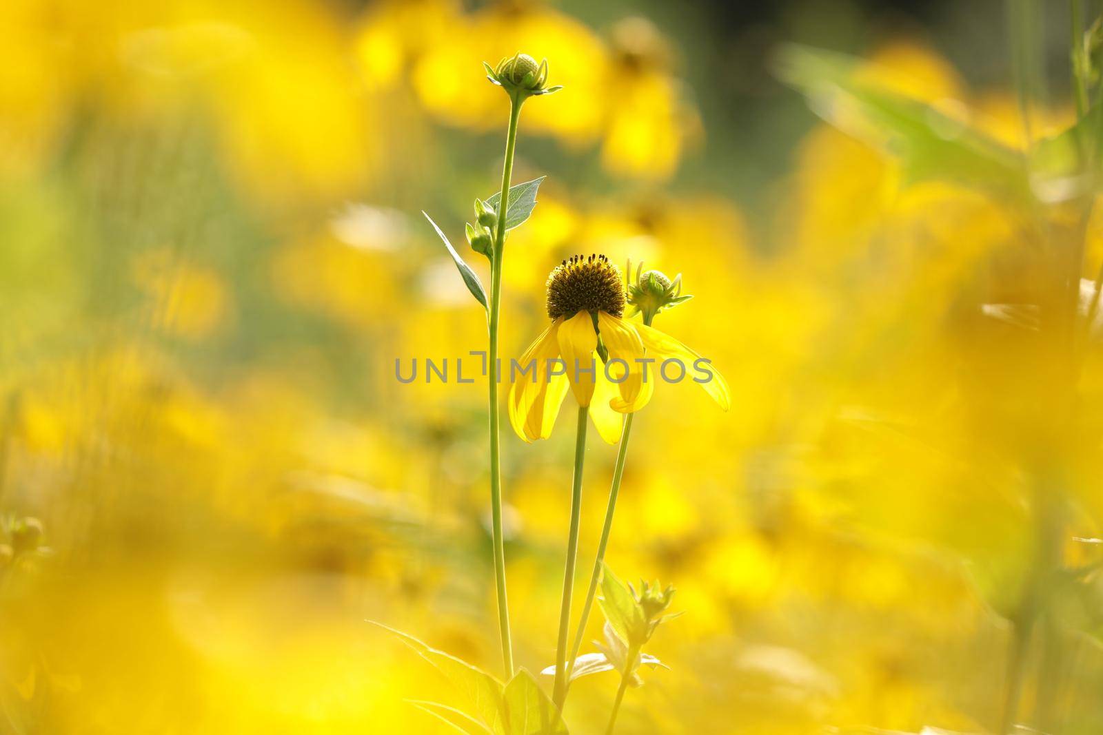 Cutleaf Coneflower - Rudbeckia laciniata in the garden.