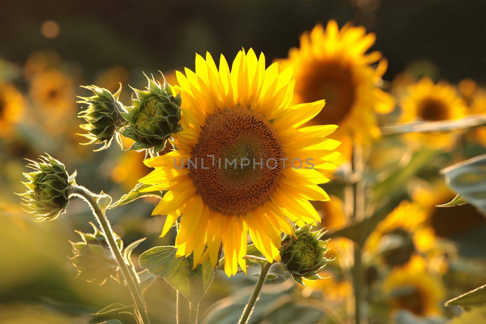 Sunflower - Helianthus annuus in the field at dusk.