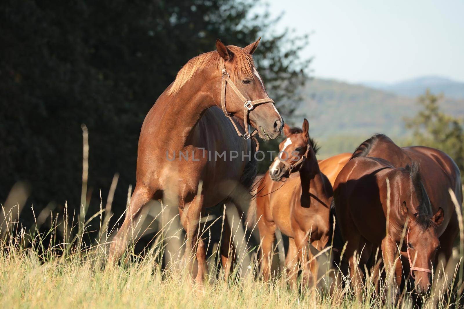 Horses at dawn by nature78