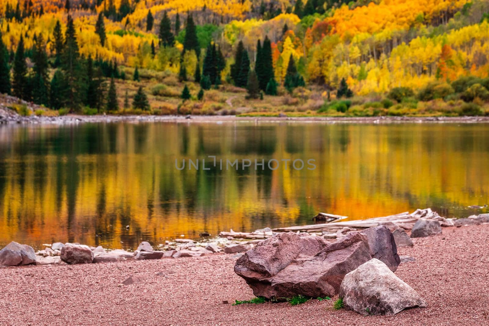 Autumn aspen trees reflected in the lake. Maroon bells at autumn season in in Aspen Colorado, USA.