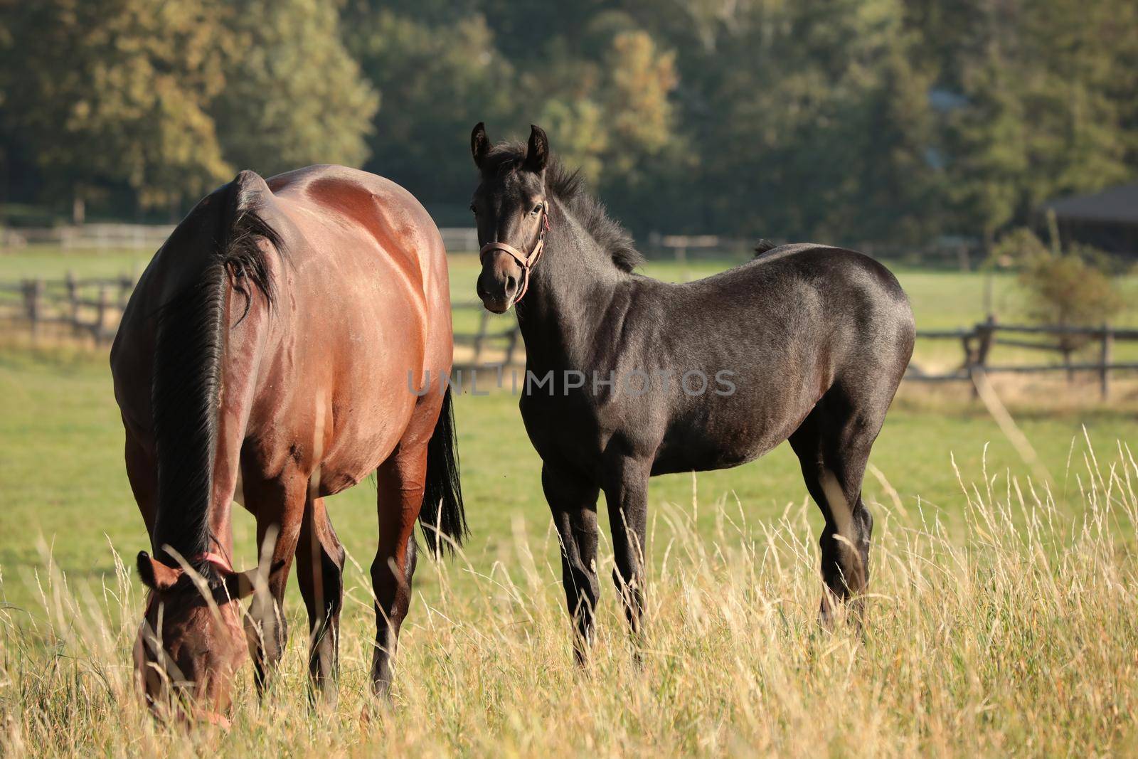 Foal in a meadow against the trees in the morning.