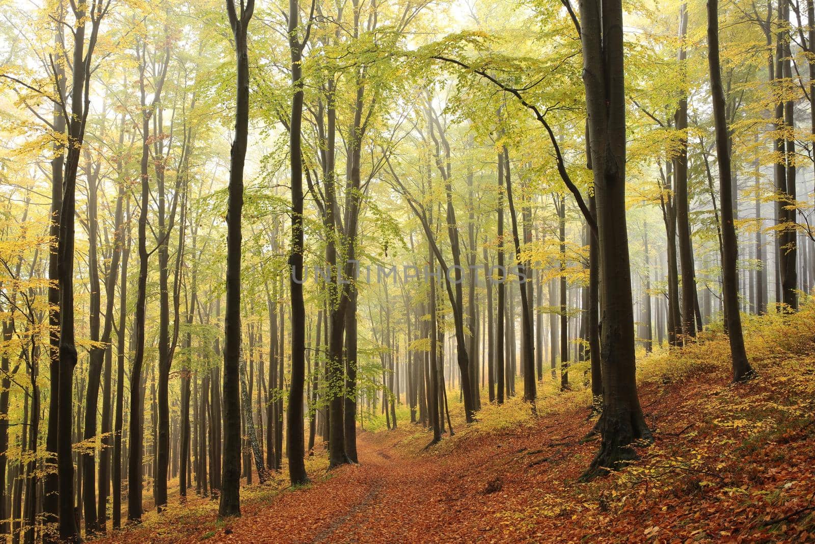 A trail among beech trees through an autumn forest in a misty rainy weather.