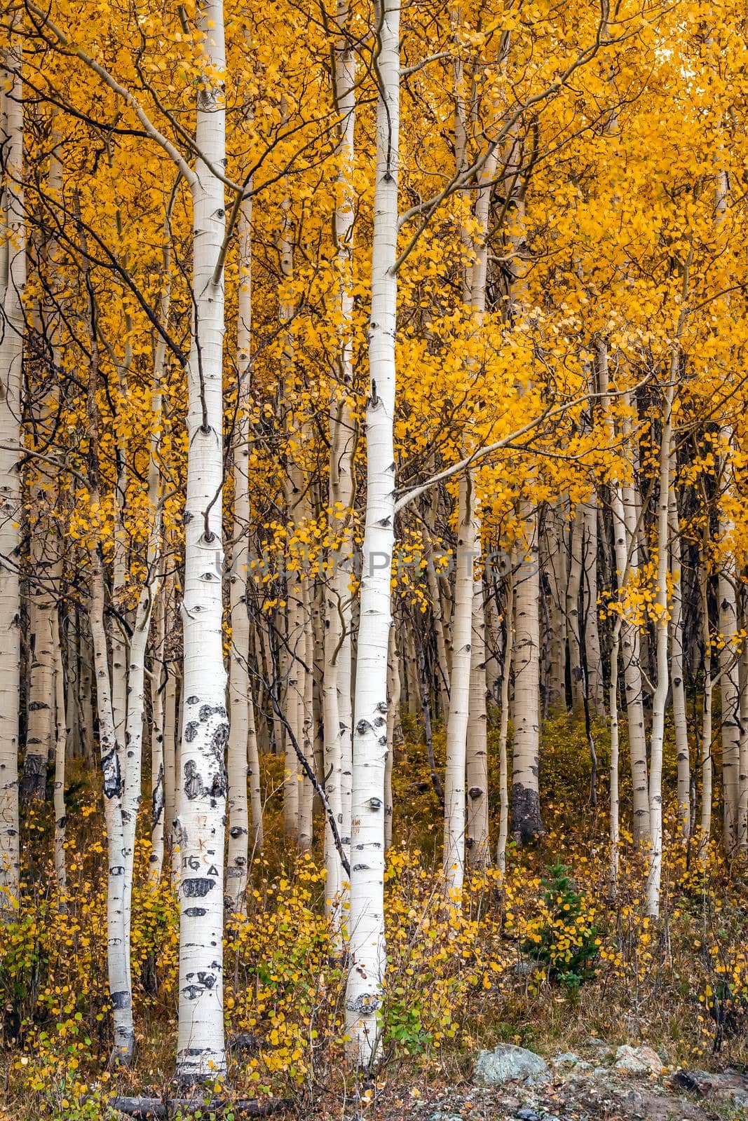Beautiful yellow autumn aspen tree leaves. Taken near Silverton at the Million Dollar Highway, Colorado Rocky Mountains, USA.