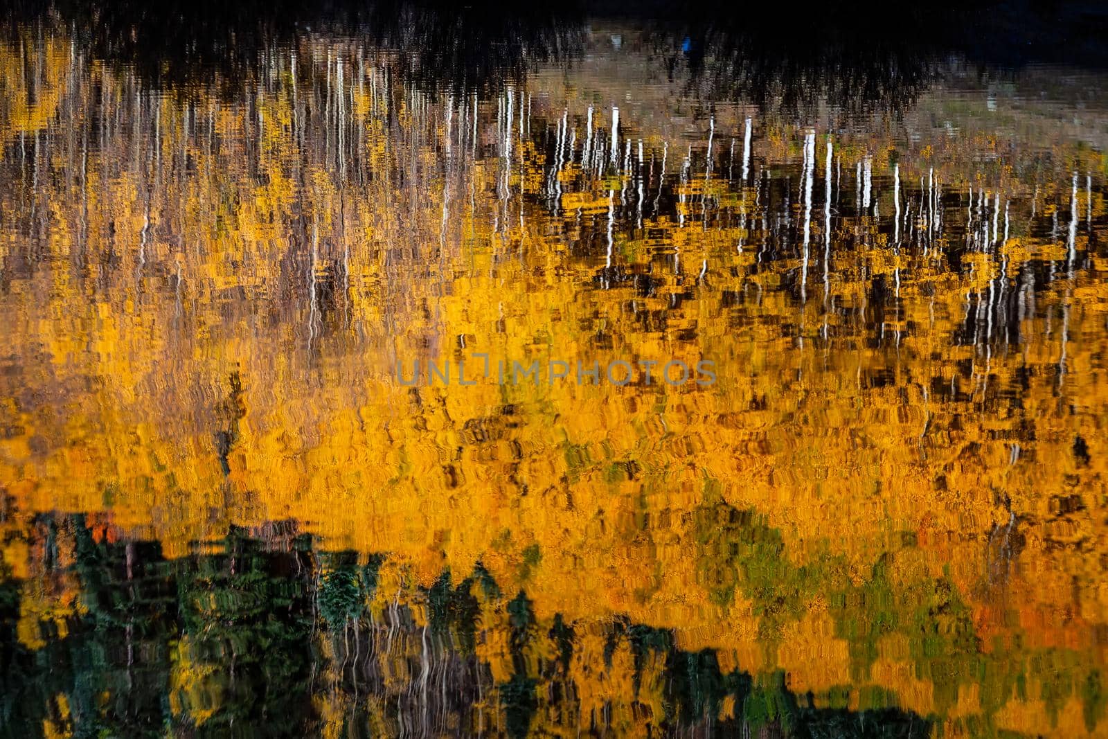 Reflection in the water of the yellow autumn aspen tree leaves. Taken near Silverton at the Million Dollar Highway, Colorado Rocky Mountains, USA.