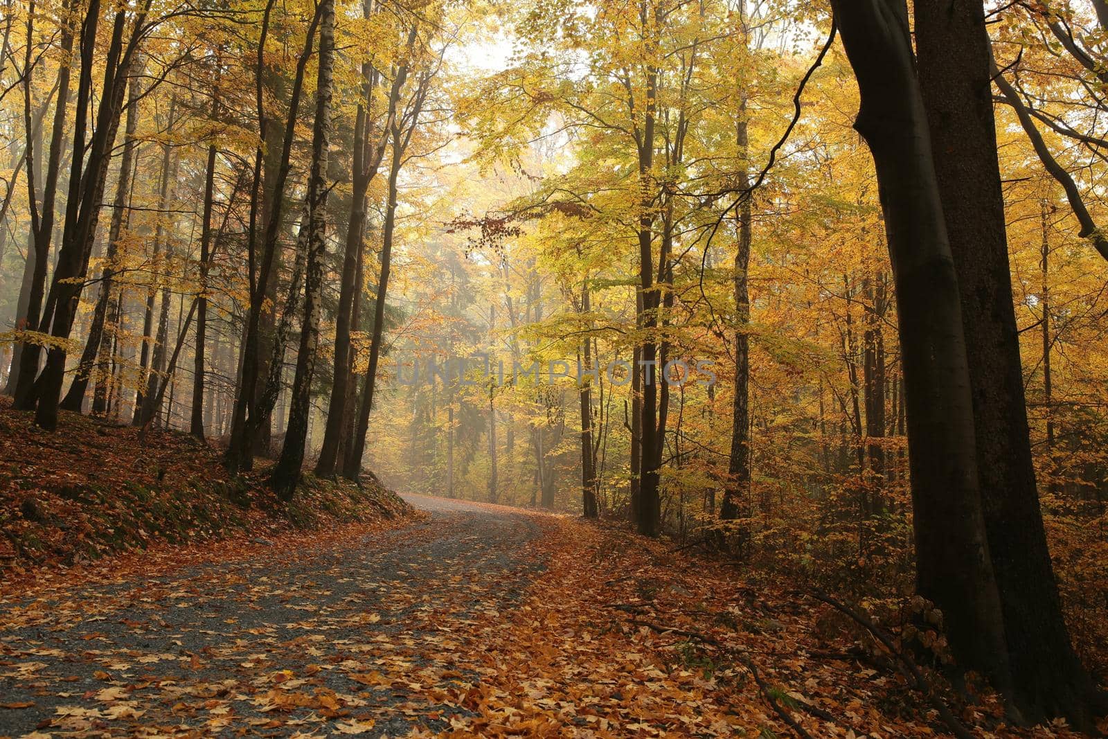 A trail among beech trees through an autumn forest in a misty rainy weather.