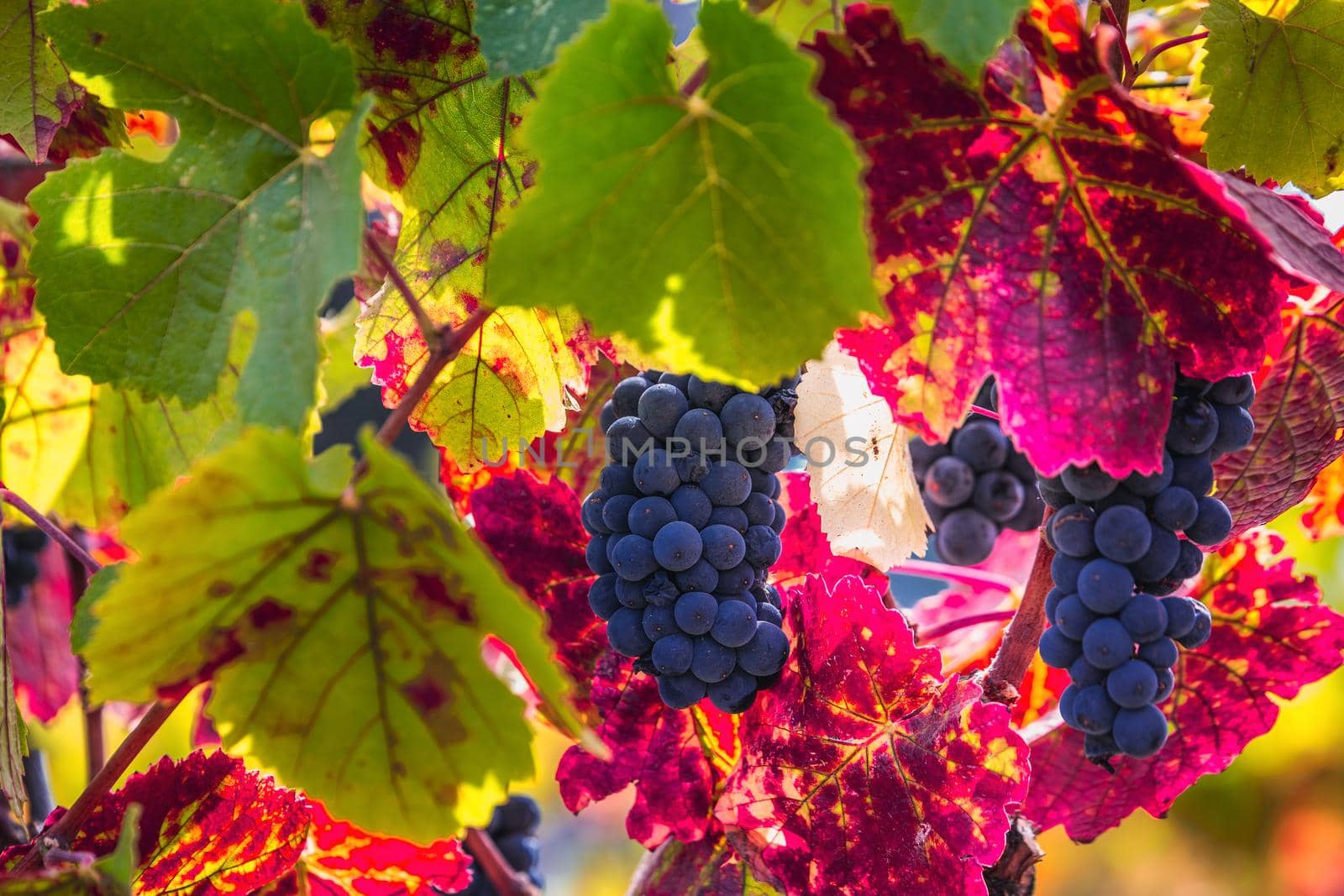 Ripe grapes and colorful autumn leaves at the local winery near Sonoma, USA.