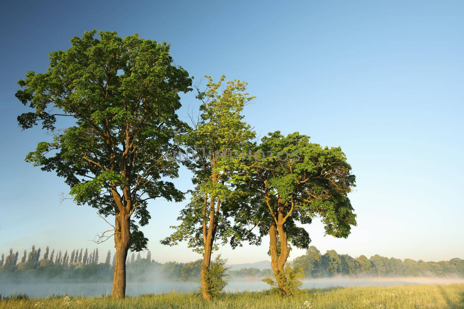 Spring trees on the edge of the lake