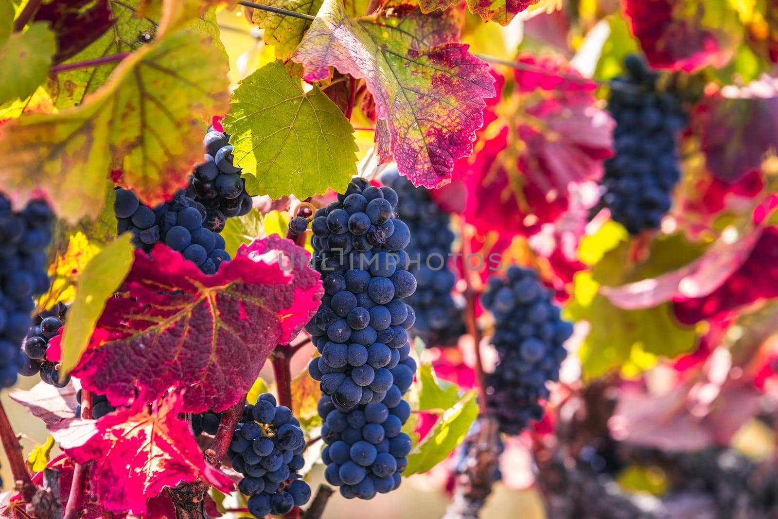 Ripe grapes and colorful autumn leaves at the local winery near Sonoma, USA.