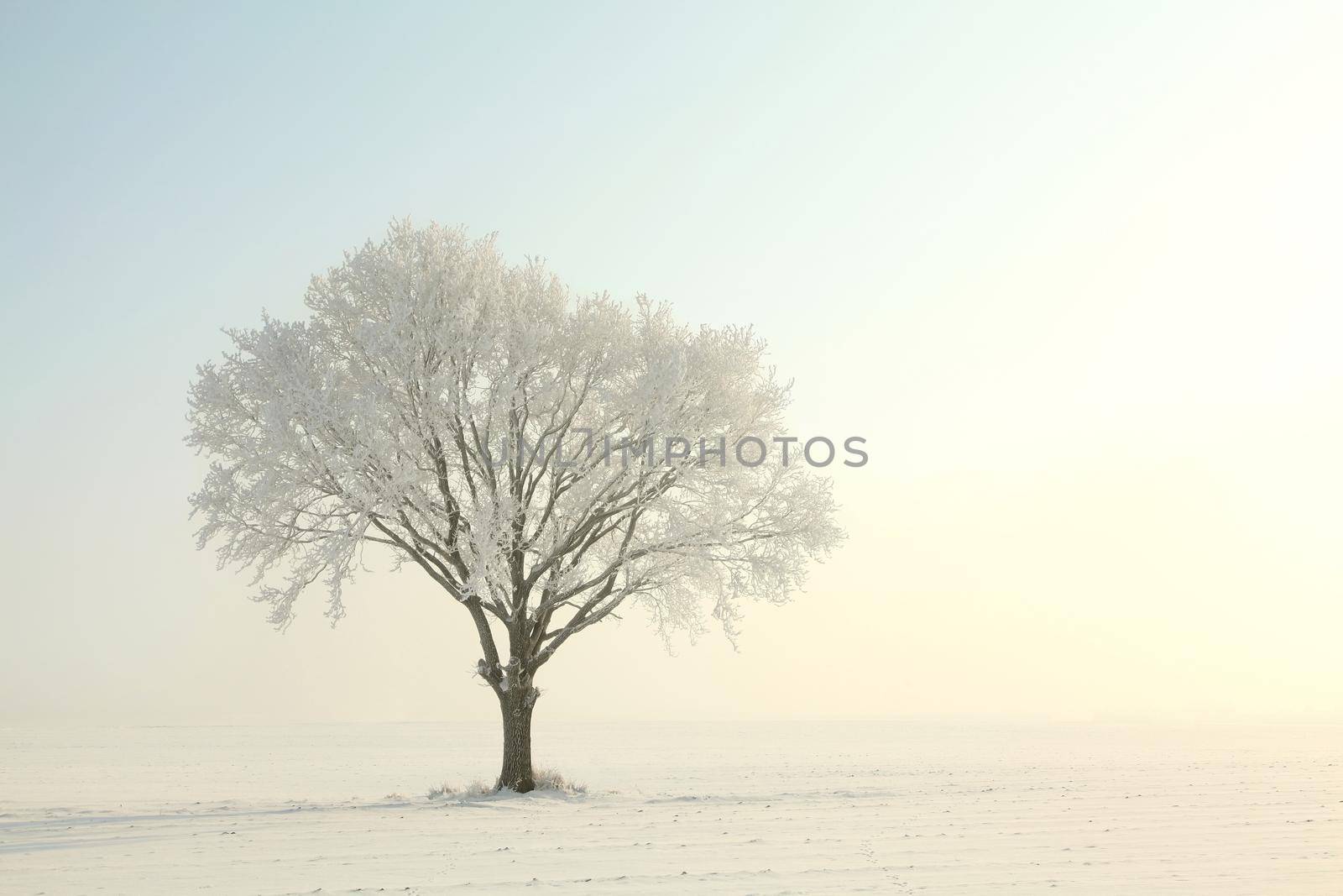 Frosty winter tree against a blue sky at dawn.