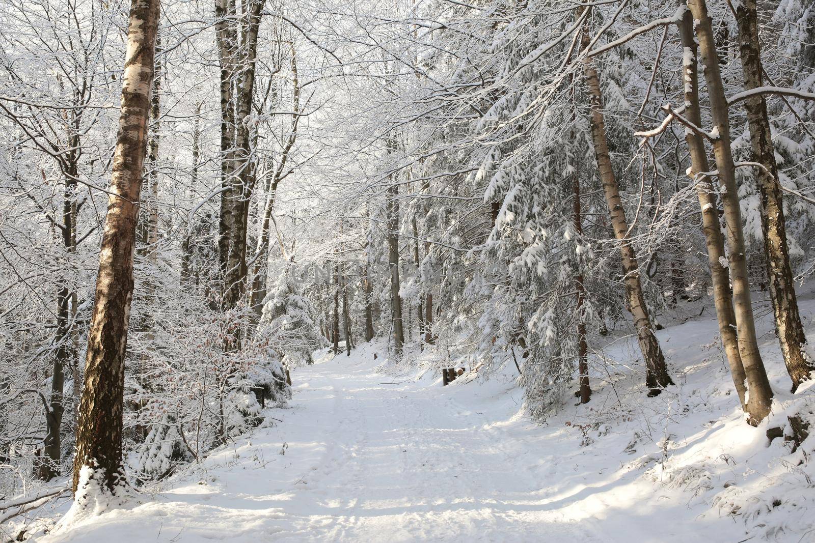 Forest path in winter scenery.
