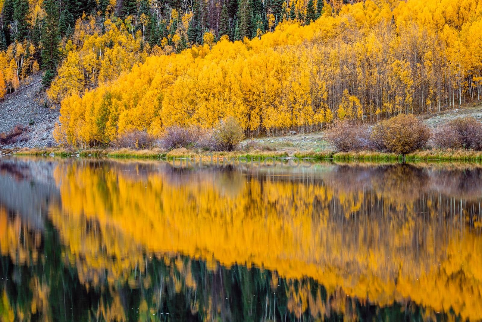 Beautiful yellow autumn aspen tree leaves. Taken near Silverton at the Million Dollar Highway, Colorado Rocky Mountains, USA.