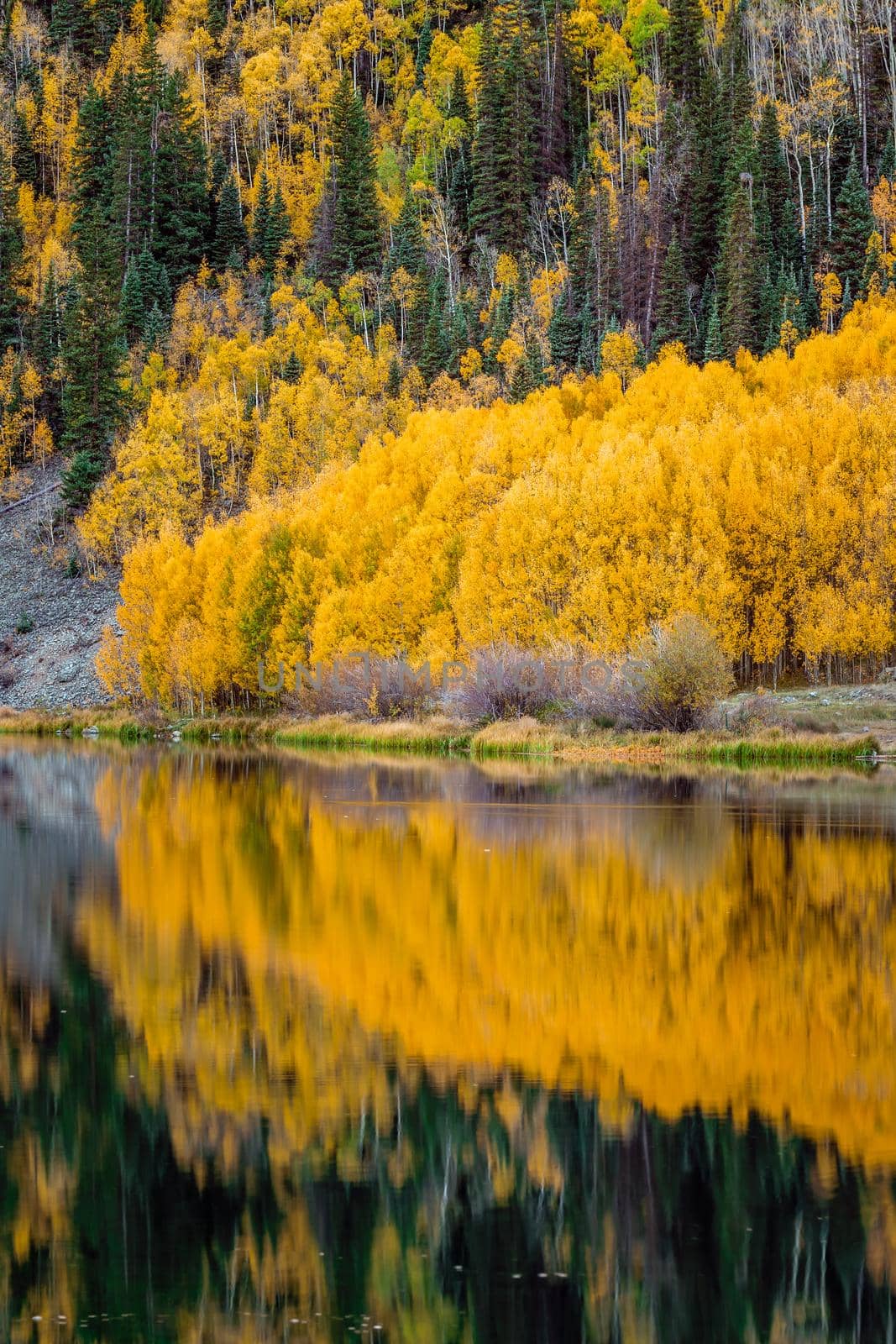 Beautiful yellow autumn aspen tree leaves. Taken near Silverton at the Million Dollar Highway, Colorado Rocky Mountains, USA.