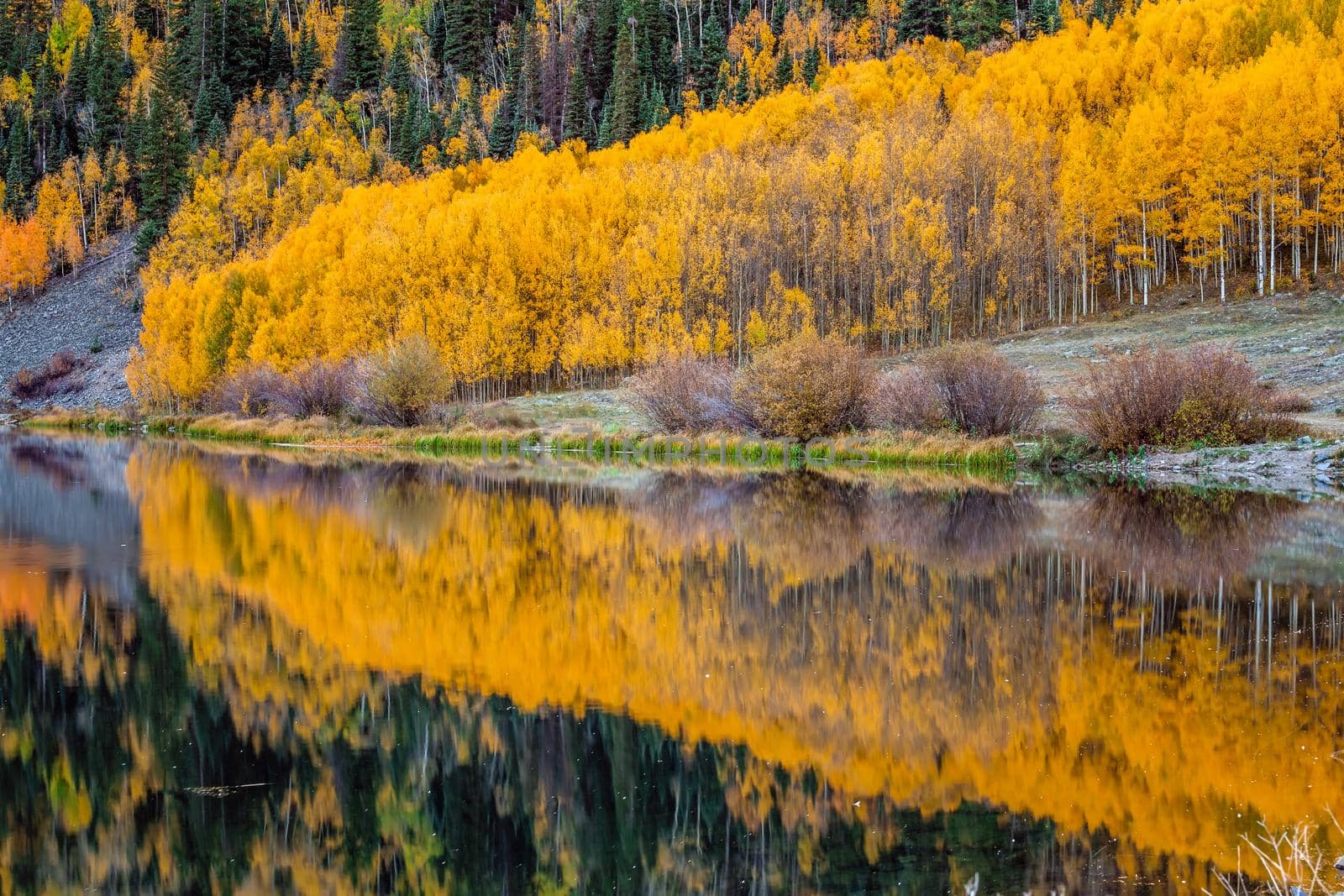 Beautiful yellow autumn aspen tree leaves. Taken near Silverton at the Million Dollar Highway, Colorado Rocky Mountains, USA.