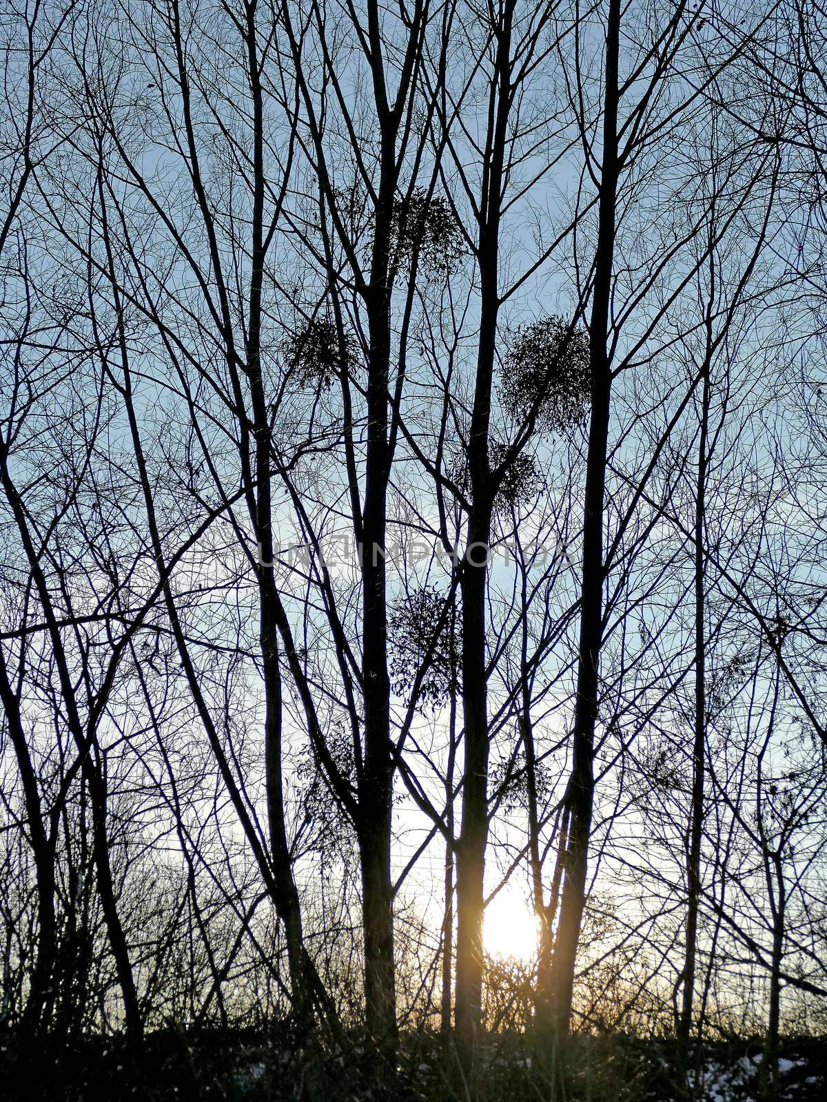 mistletoes in backlit in wintertime in Germany by Jochen