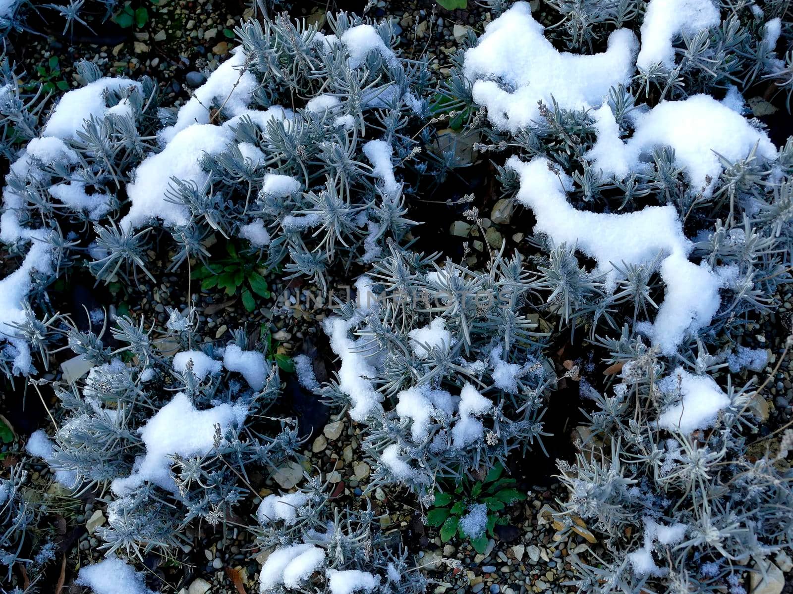 Lavender with snow caps in winter in Germany by Jochen