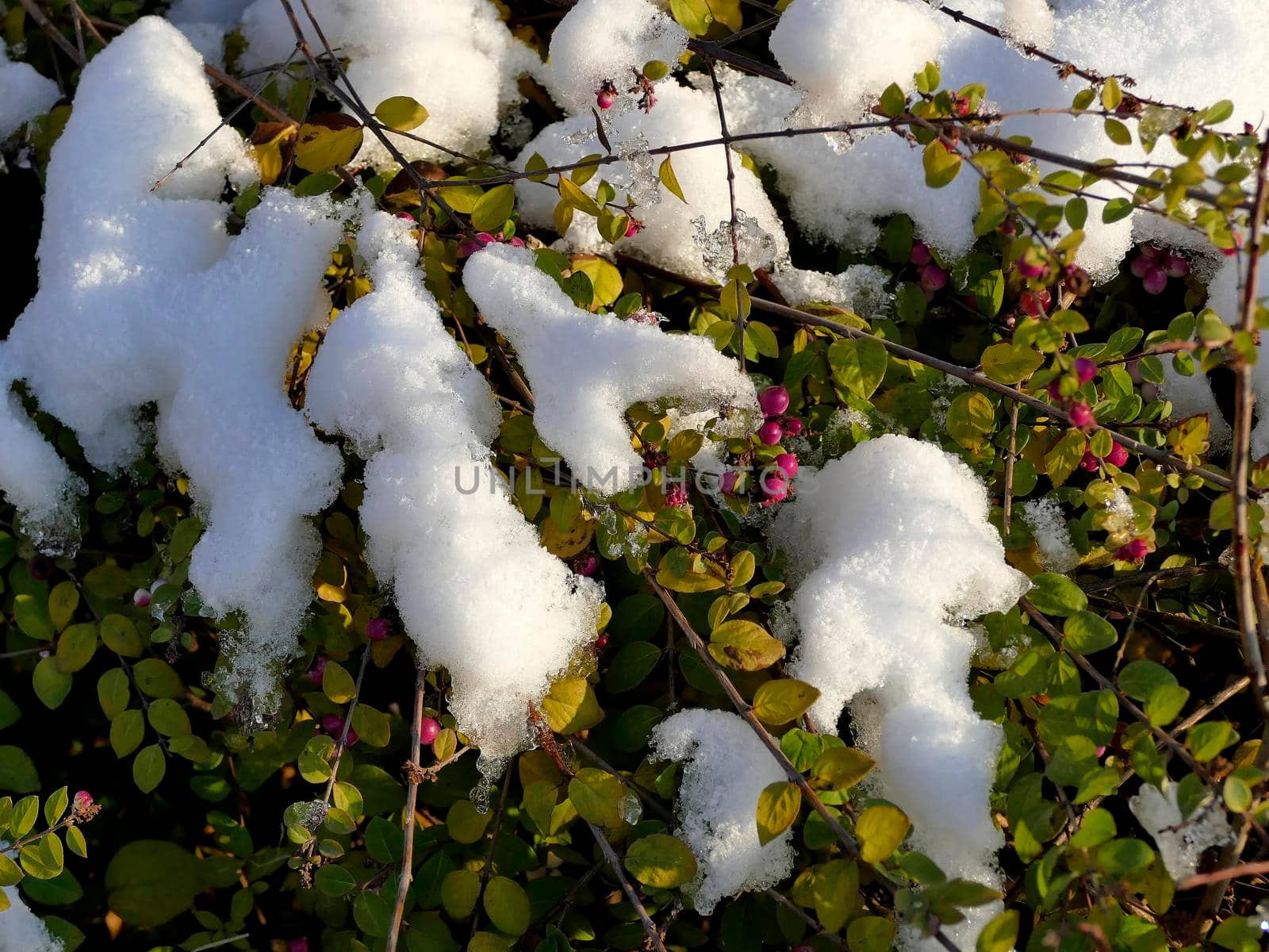 snow cap on Cotoneaster in winter by Jochen