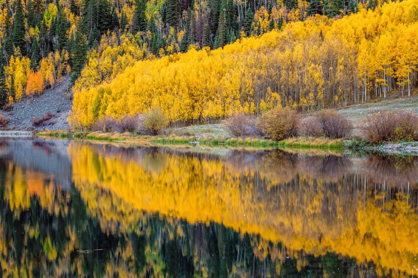 Beautiful yellow autumn aspen tree leaves. Taken near Silverton at the Million Dollar Highway, Colorado Rocky Mountains, USA.