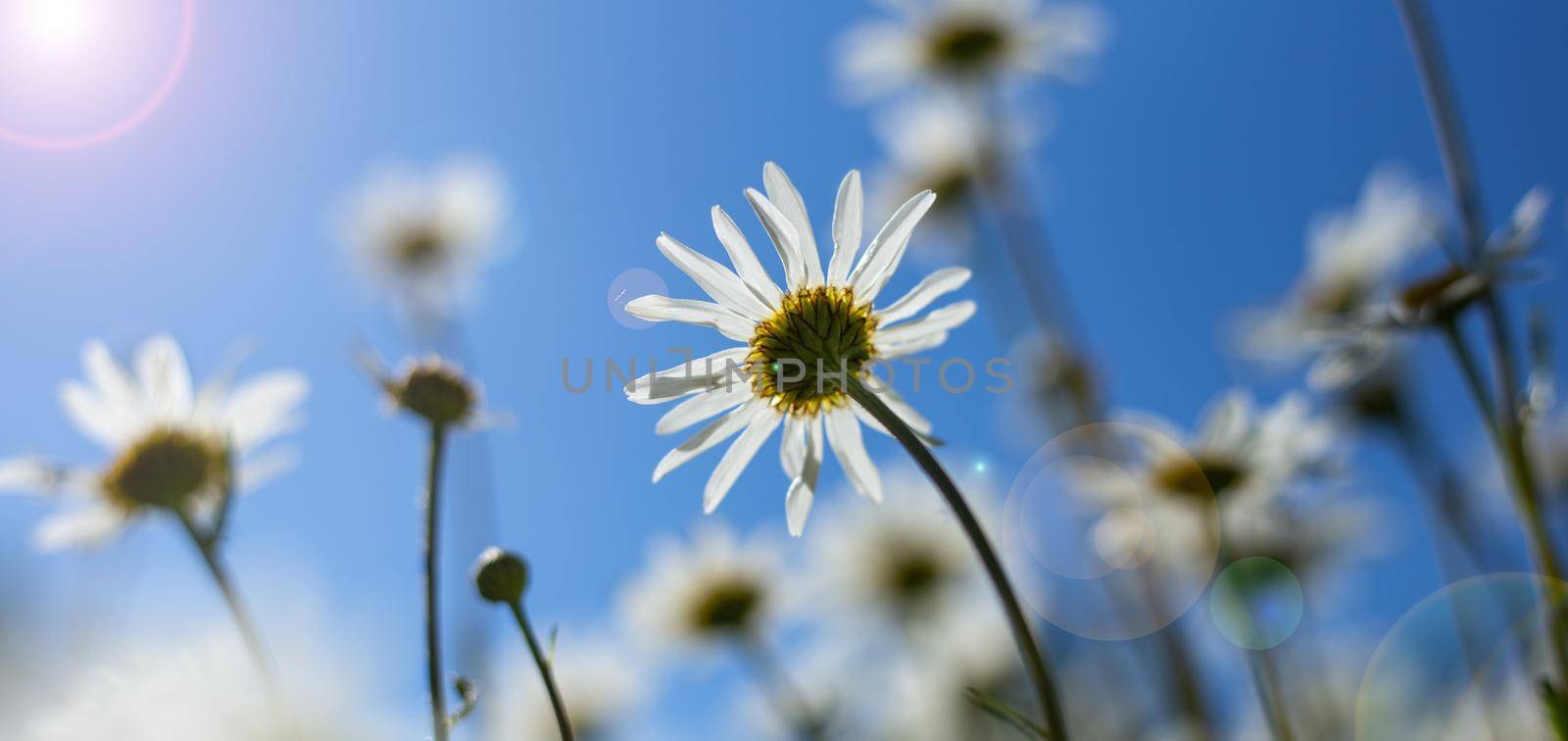 Spring summer flowers on blue sky background with sun. Sunny day, white daisies