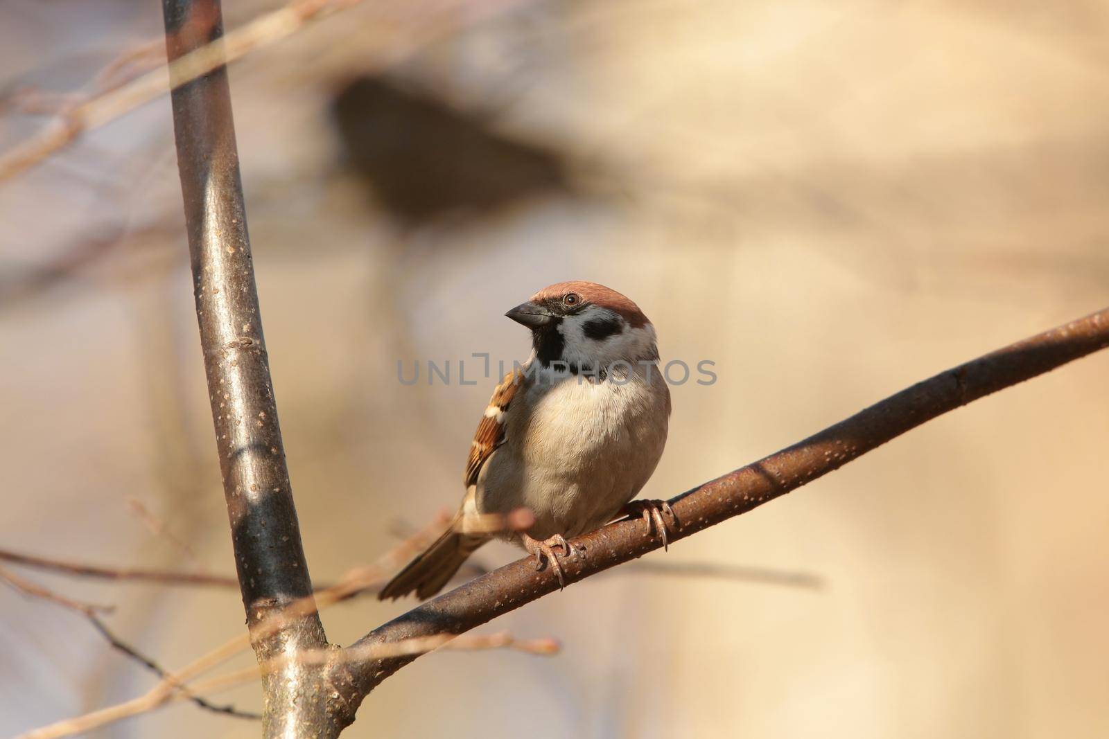 Eurasian Tree Sparrow - Passer montanus on a branch.