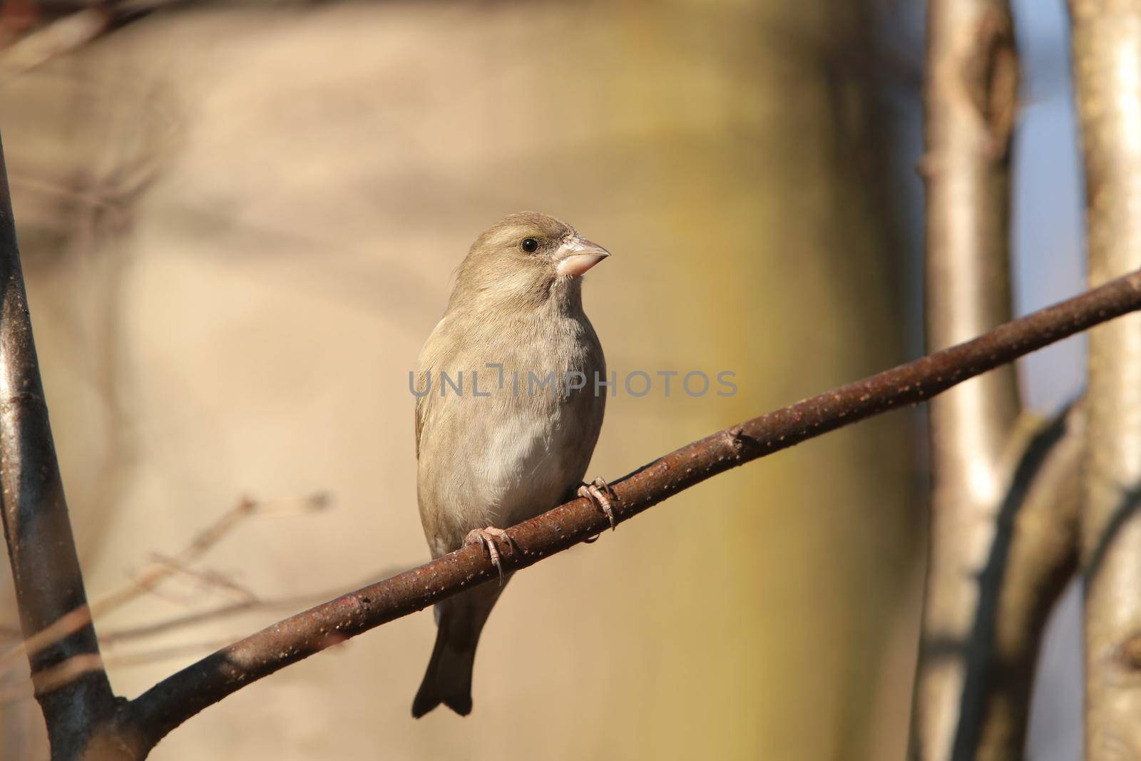 Greenfinch - Carduelis chloris on a branch.