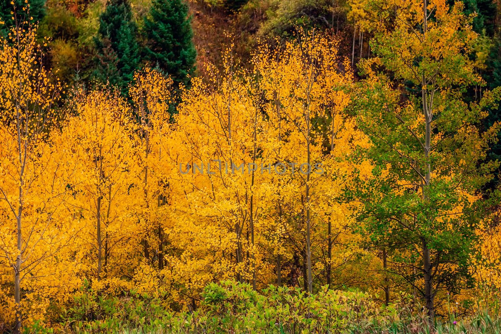 Maroon bells at autumn season in in Aspen Colorado, USA.