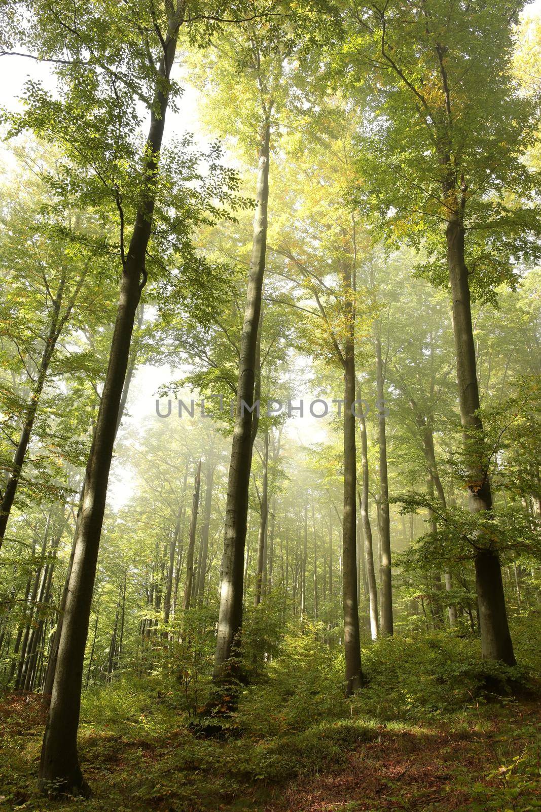 Beech trees in autumn forest on a foggy, rainy weather.