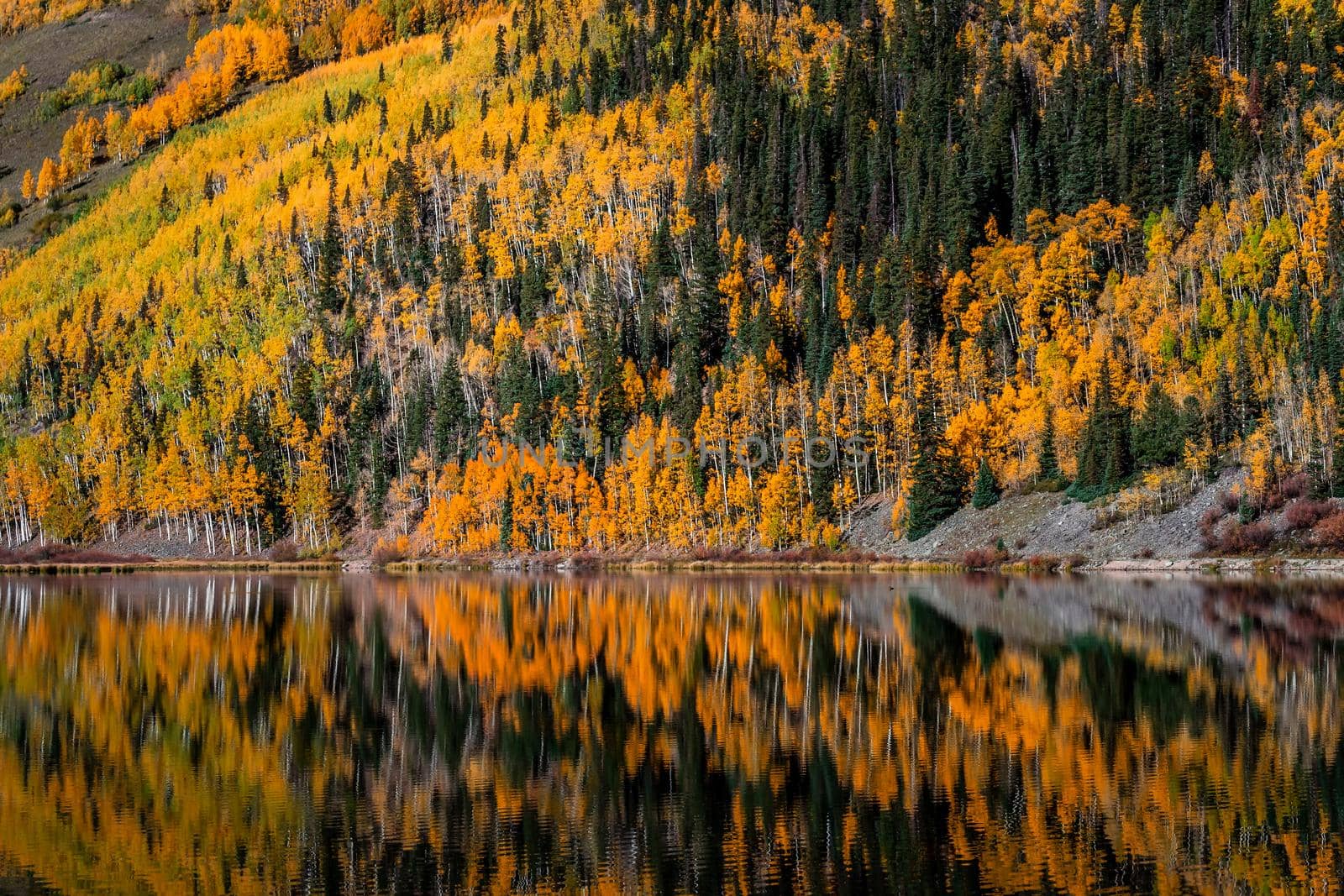 Beautiful yellow autumn aspen tree leaves. Taken near Silverton at the Million Dollar Highway, Colorado Rocky Mountains, USA.