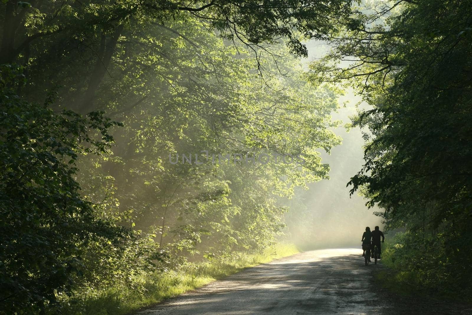 Cyclists ride a country road through the spring forest after rainfall