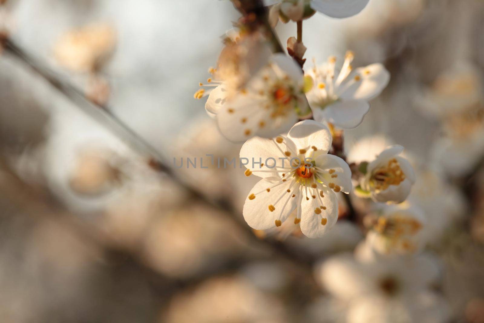 Spring flowers blooming on a tree at dawn