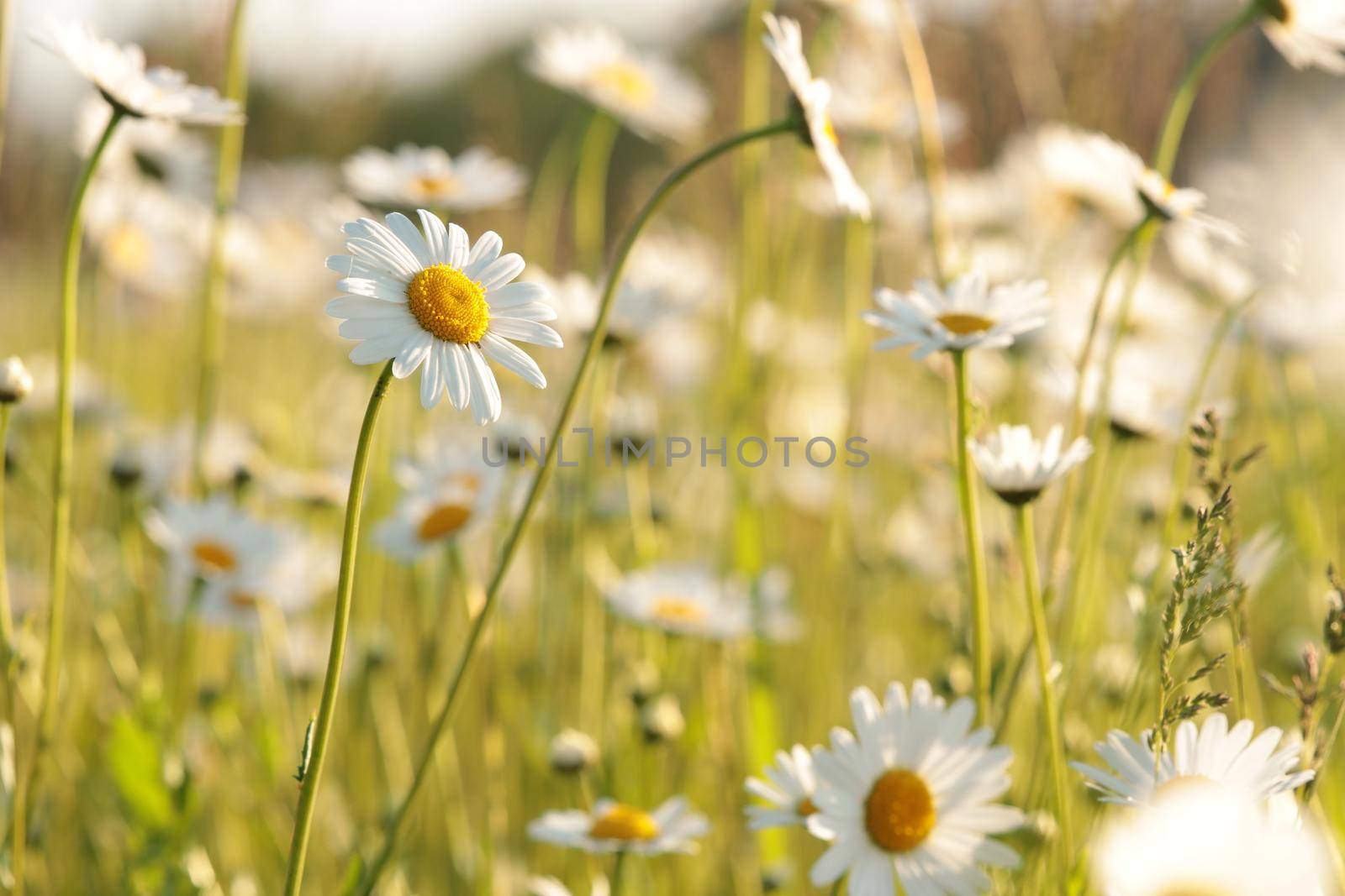 Daisies on a spring meadow at sunrise.